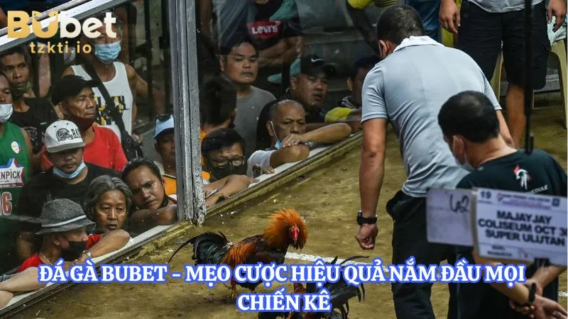 da-ga-bubet-meo-cuoc-hieu-qua-nam-dau-moi-chien-ke