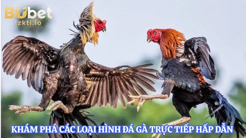 kham-pha-cac-loai-hinh-da-ga-truc-tiep-hap-dan